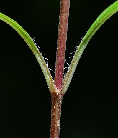 Lysimachia_lanceolata_stem.jpg