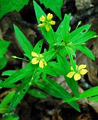 Lysimachia lanceolata thumbnail