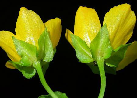 Lysimachia_nummularia_calyces.jpg