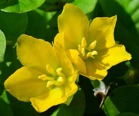 Lysimachia_nummularia_corollas.jpg