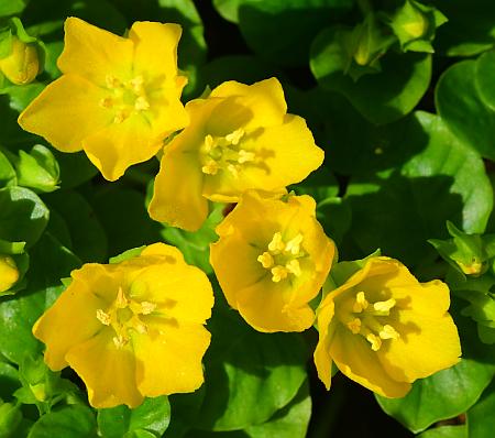 Lysimachia_nummularia_flowers.jpg