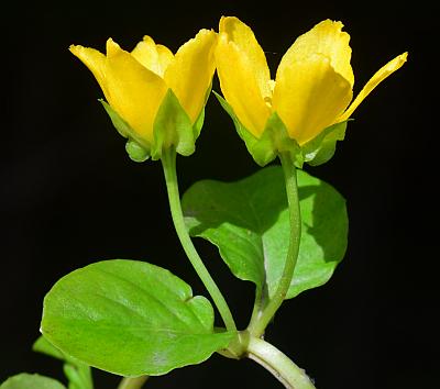 Lysimachia_nummularia_inflorescence.jpg