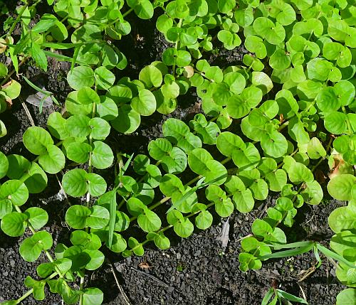 Lysimachia_nummularia_leaves.jpg