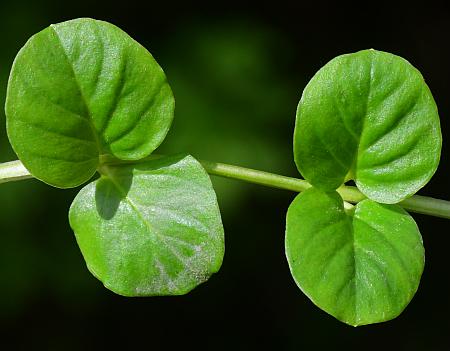 Lysimachia_nummularia_leaves1.jpg