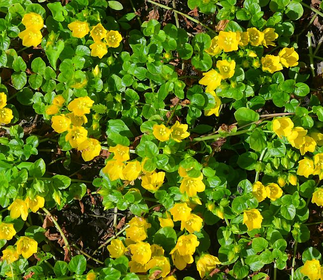 Lysimachia_nummularia_plant.jpg