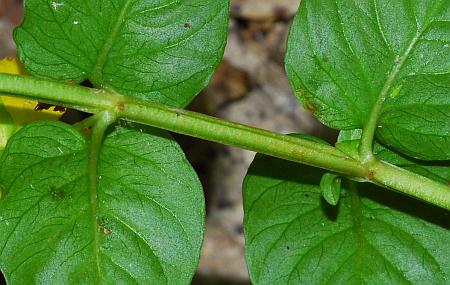 Lysimachia_nummularia_stem.jpg