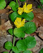 Lysimachia nummularia thumbnail