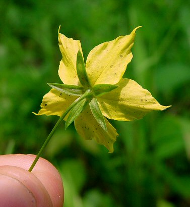 Lysimachia_quadriflora_calyx.jpg