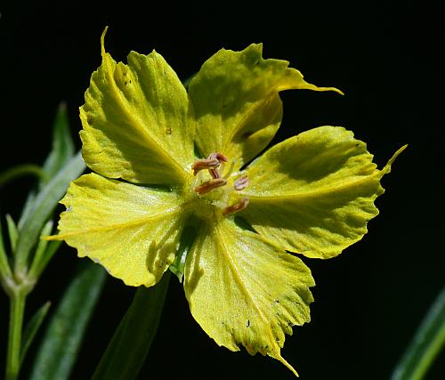 Lysimachia_quadriflora_corolla.jpg