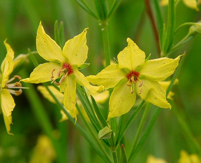 Lysimachia_quadriflora_flower1.jpg