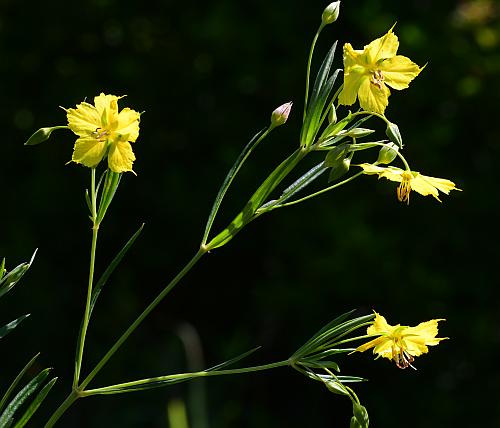 Lysimachia_quadriflora_inflorescence.jpg