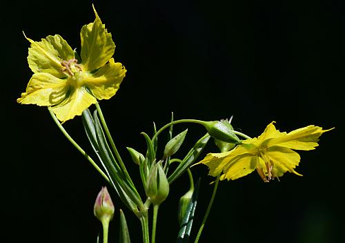 Lysimachia_quadriflora_inflorescence2.jpg