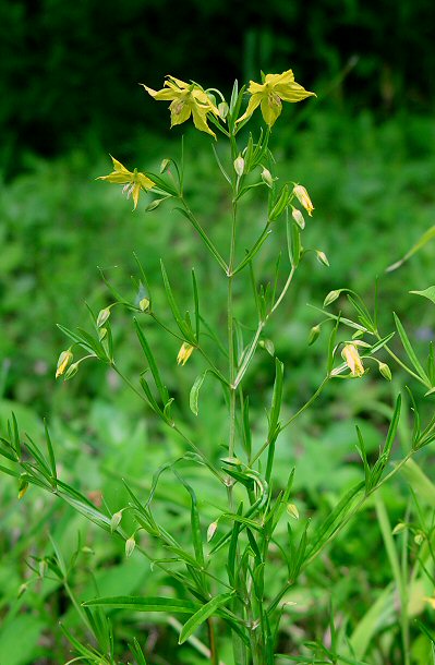 Lysimachia_quadriflora_plant.jpg