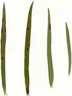 Lysimachia_quadriflora_pressed_leaves.jpg