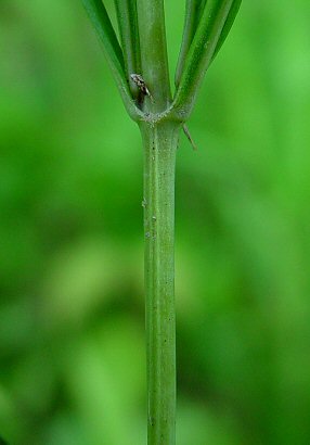 Lysimachia_quadriflora_stem.jpg