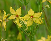 Lysimachia quadriflora thumbnail