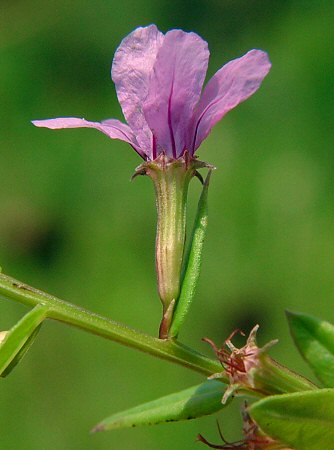 Lythrum_alatum_calyx.jpg