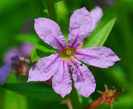 Lythrum_alatum_corolla.jpg