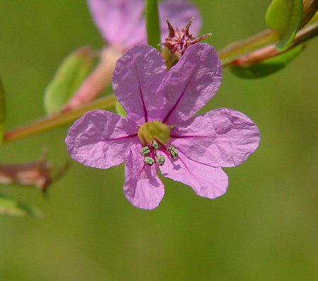 Lythrum_alatum_flower.jpg