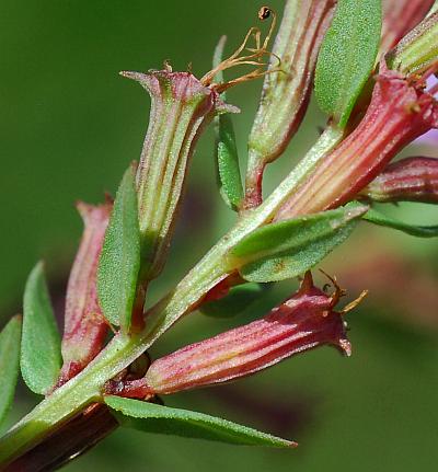 Lythrum_alatum_fruits.jpg