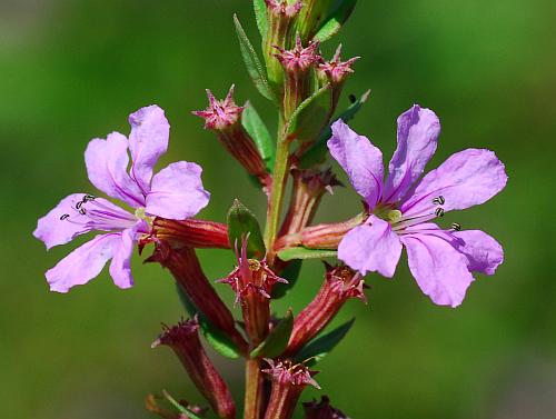 Lythrum_alatum_inflorescence.jpg