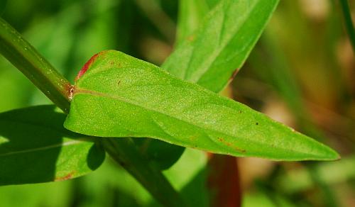 Lythrum_alatum_leaf1.jpg