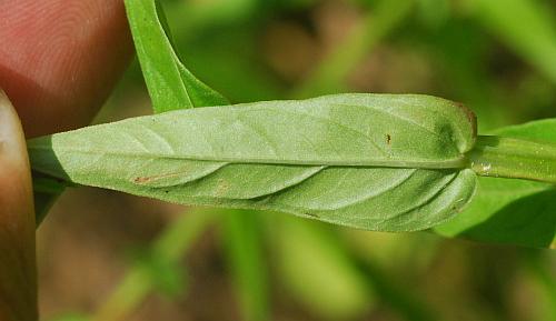 Lythrum_alatum_leaf2.jpg