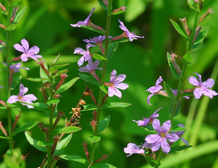 Lythrum_alatum_plant.jpg