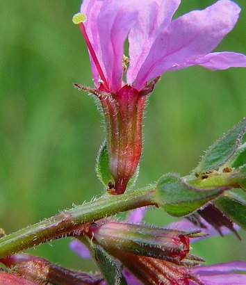 Lythrum_salicaria_calyx.jpg