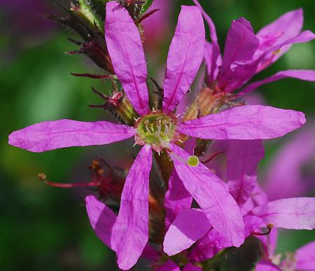 Lythrum_salicaria_corolla.jpg