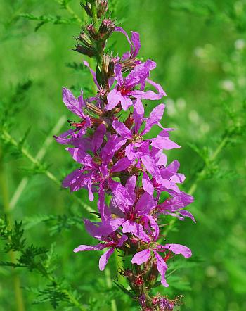 Lythrum_salicaria_inflorescence1.jpg