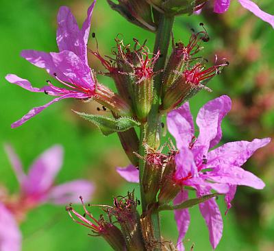 Lythrum_salicaria_inflorescence2.jpg