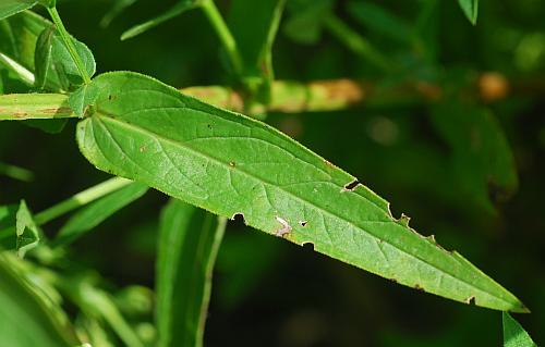 Lythrum_salicaria_leaf1.jpg