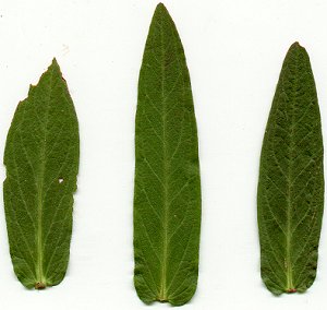Lythrum_salicaria_leaves.jpg