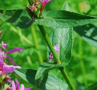 Lythrum_salicaria_leaves1.jpg