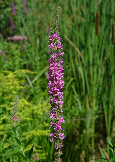 Lythrum_salicaria_plant.jpg