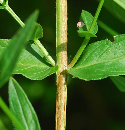 Lythrum_salicaria_stem.jpg