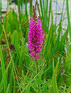 Lythrum salicaria thumbnail