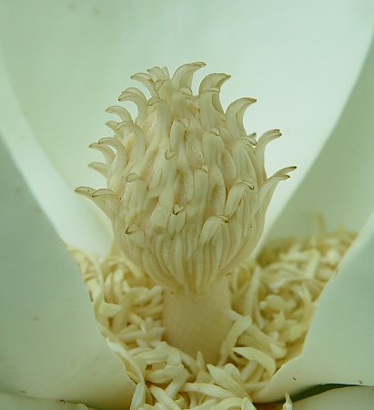 Magnolia_macrophylla_pistil.jpg