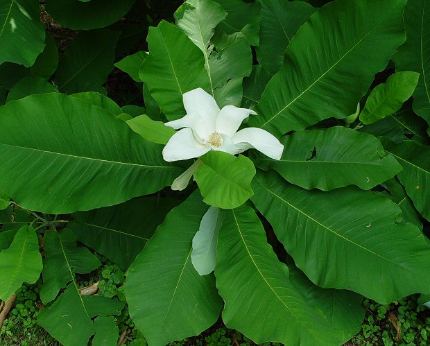 Magnolia_macrophylla_plant.jpg