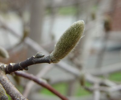 Magnolia_stellata_bud.jpg