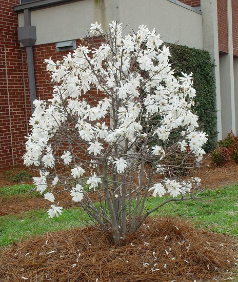 Magnolia_stellata_plant.jpg