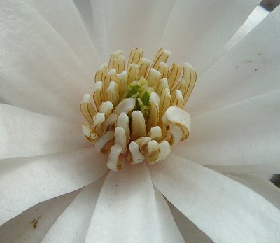 Magnolia_stellata_stamens.jpg