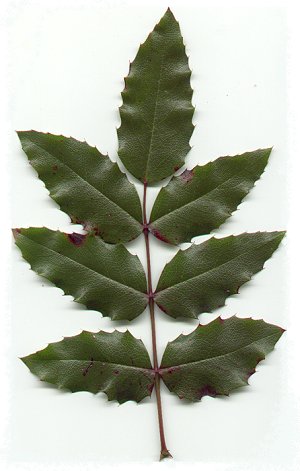 Mahonia_aquifolium_leaf.jpg