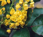 Mahonia aquifolium thumbnail