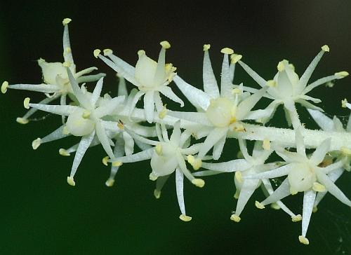 Maianthemum_racemosum_flowers.jpg