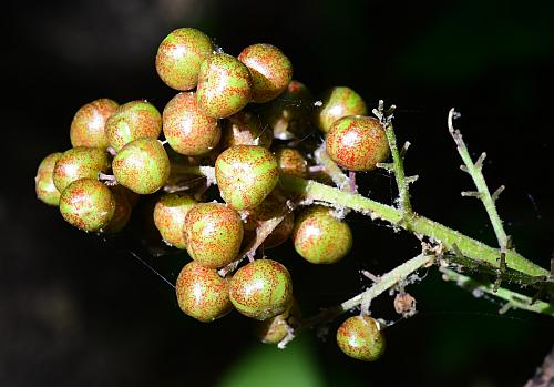 Maianthemum_racemosum_fruits.jpg