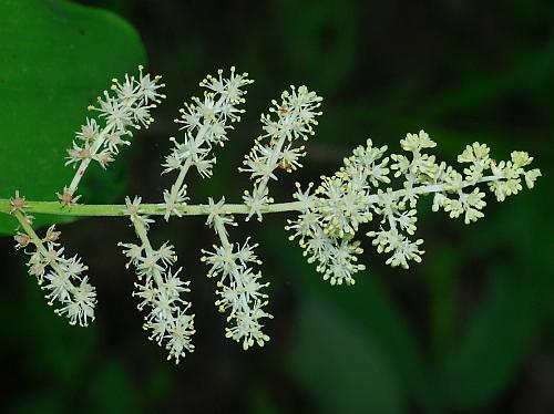 Maianthemum_racemosum_inflorescence.jpg