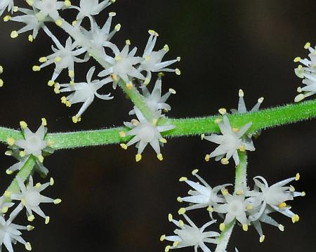 Maianthemum_racemosum_inflorescence2.jpg