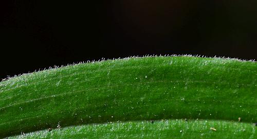 Maianthemum_racemosum_margin.jpg